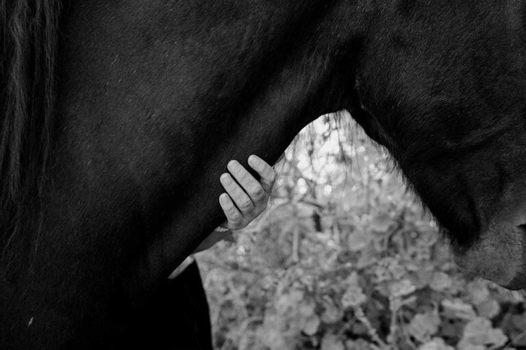 Tanja-horses